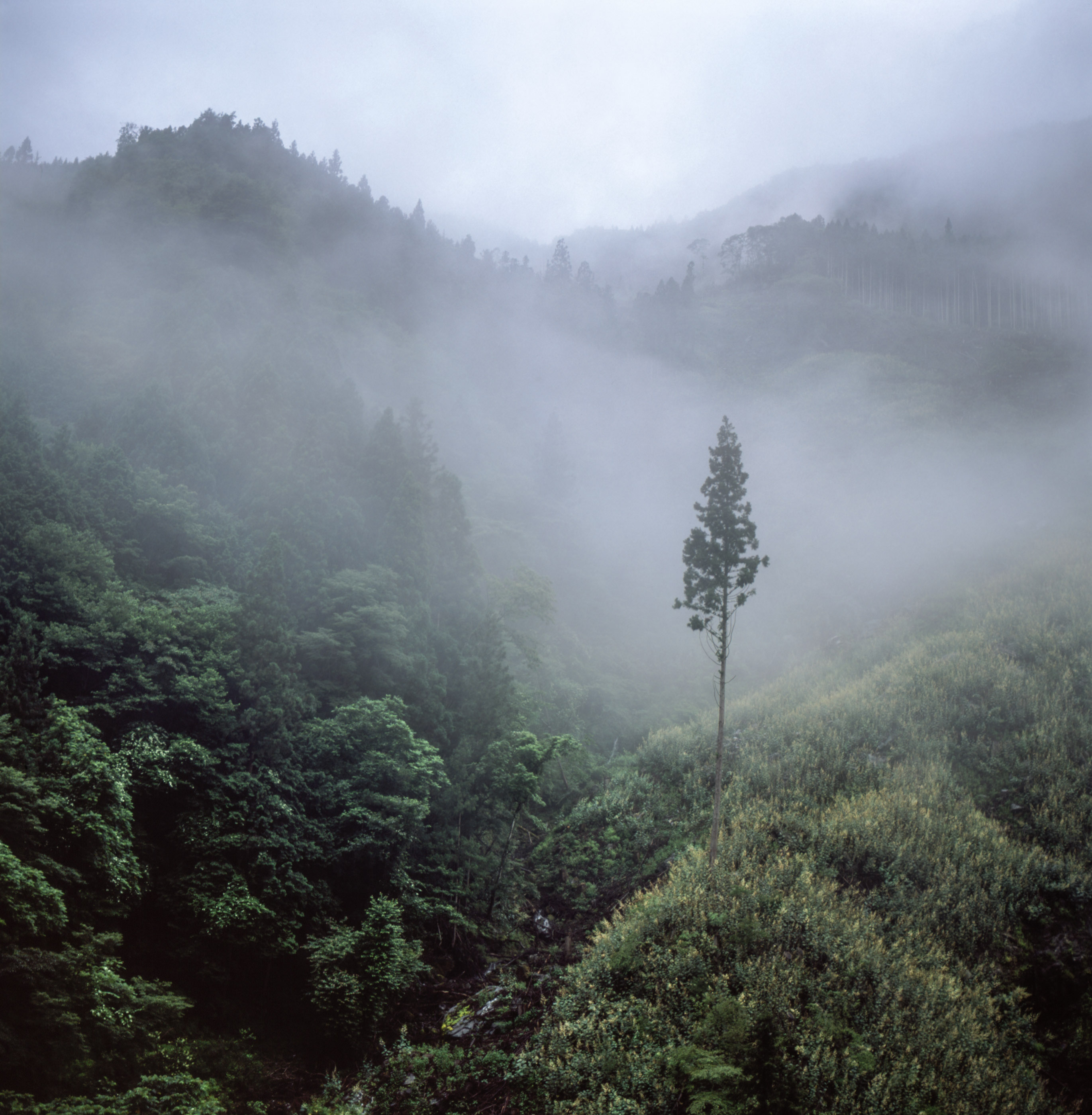 Isolation Years - Inland Traveller Isolation Years - Inland Traveller